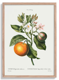 Bitter Orange Flower - Kuriosis Fine Art GmbH