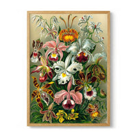 Orchideae Lilly Flowers by Ernst Haeckel - Kuriosis Fine Art GmbH