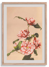 Striped Camellias by Ogawa Kazumasa - Kuriosis Fine Art GmbH