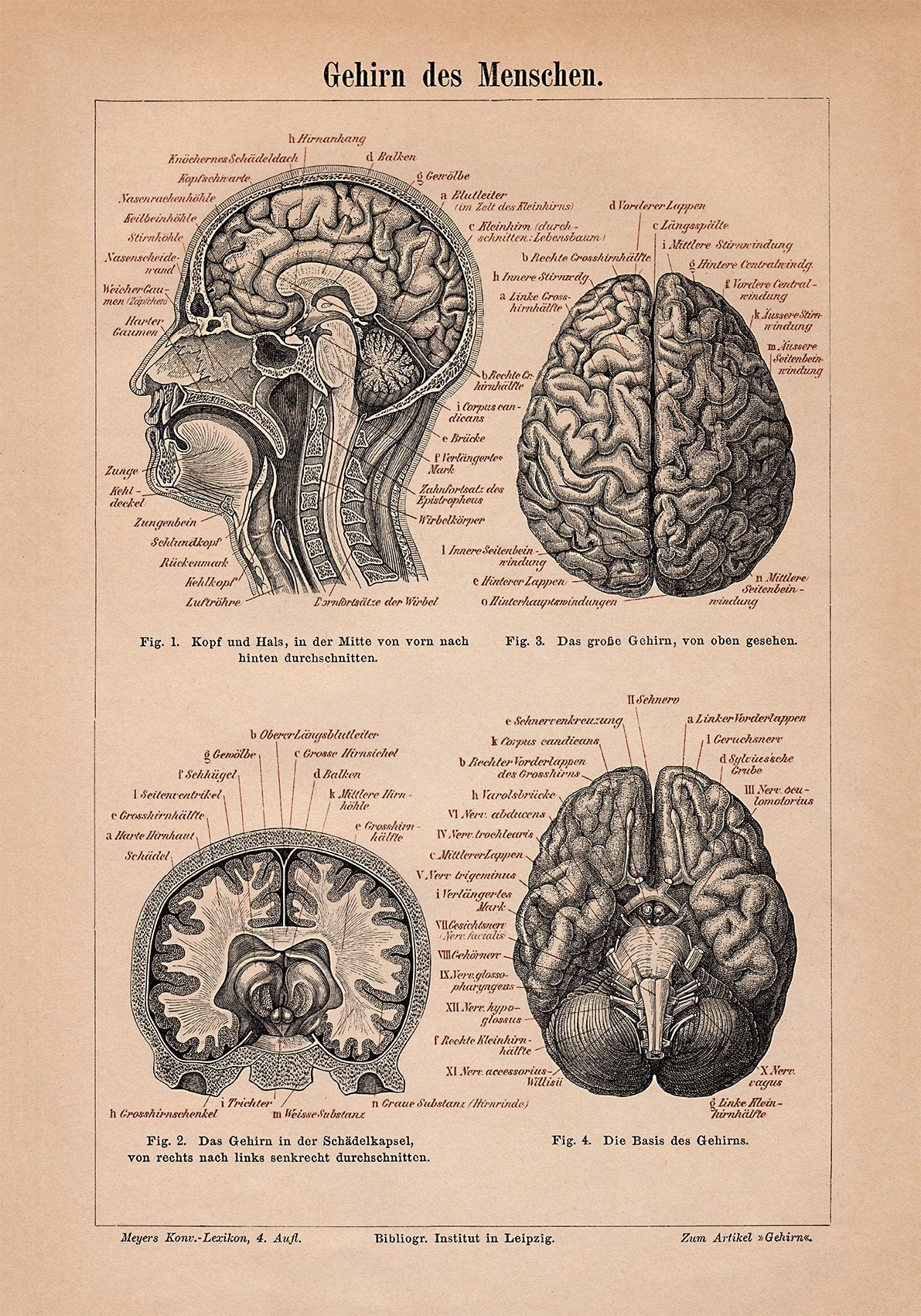 Poster di anatomia del cervello umano – Kuriosis