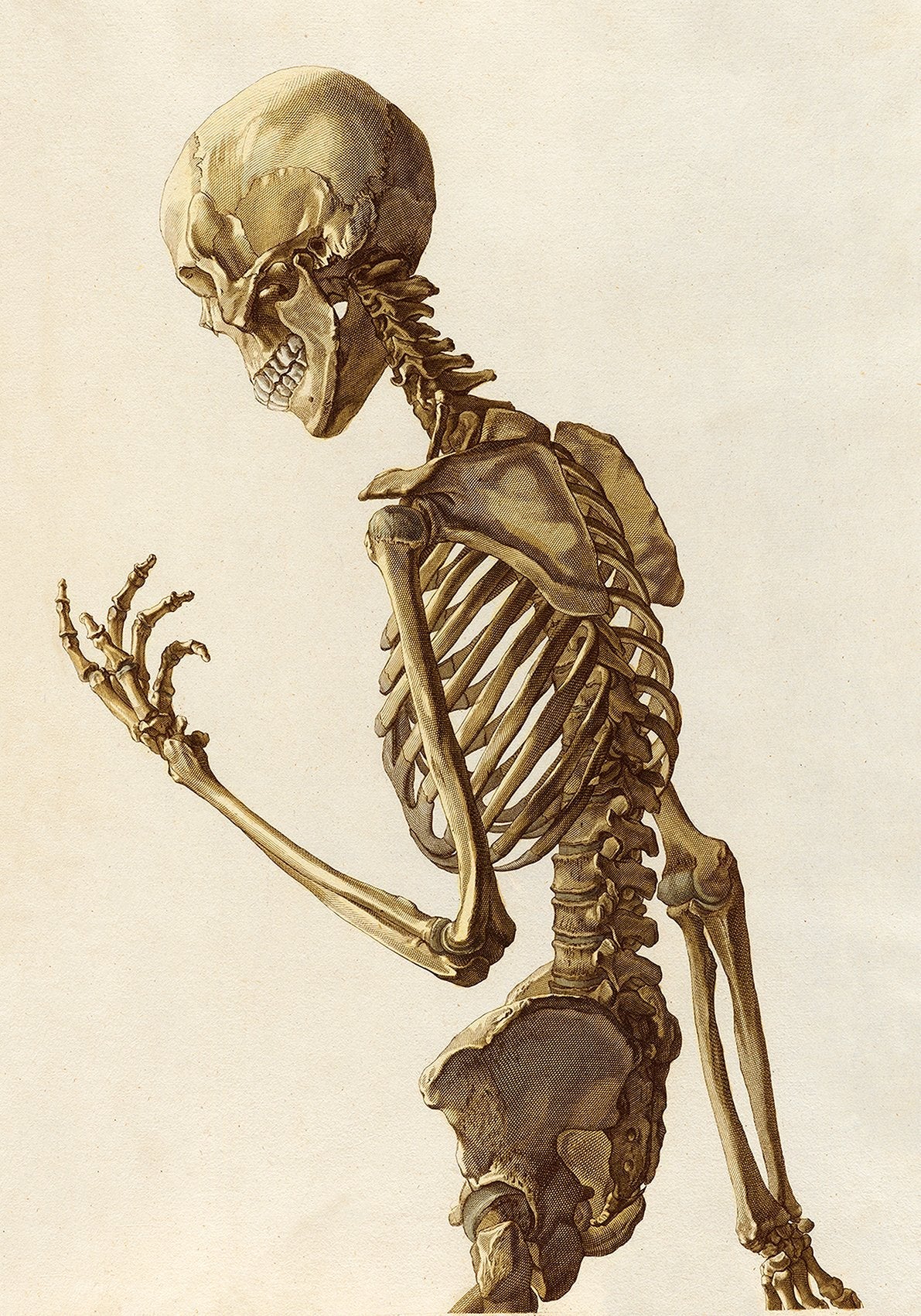 Poster anatomico scheletro umano