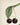 Morello Mayduke Cherries Fruit Poster