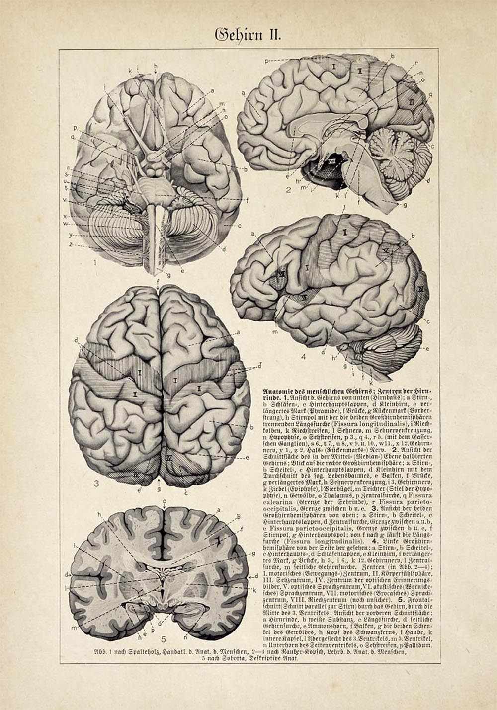 Modèle anatomique de cerveau humain vintage didactique - 1960 - OVIRY