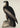 Great American Sea Eagle - Birds of America Poster