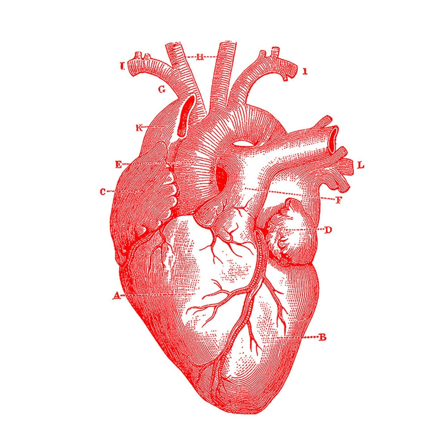 Poster cuore anatomico – Kuriosis