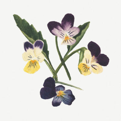 Wild Violets