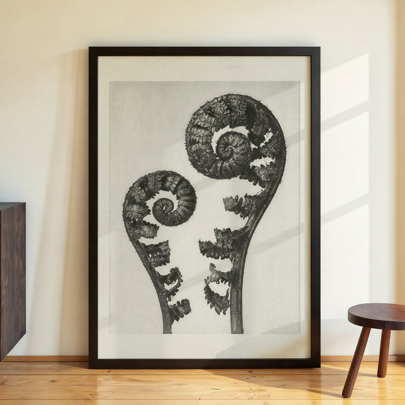 Karl Blossfeldt