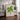 Grisebachia Belmoreana Palm Tree Art Print - Kuriosis Fine Art GmbH