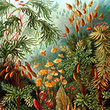 Botanicals