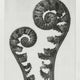 Karl Blossfeldt