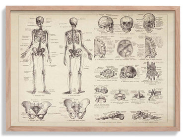 Human Skeleton Anatomy Chart