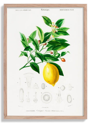 Lime Flower &  Lemon Fruit Vintage Poster