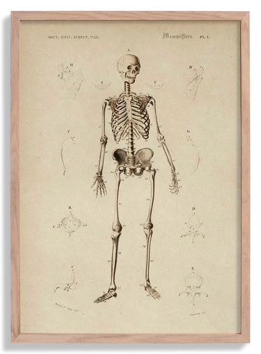 French Skeleton Anatomy Poster