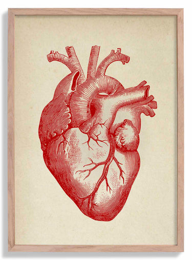 Corazón anatómico Vintage Póster