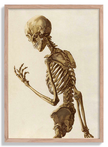 Human Skeleton Anatomical Poster