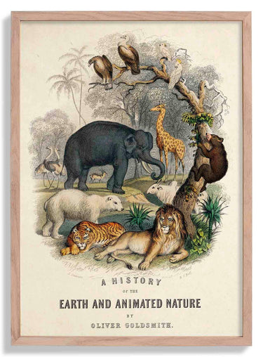 Animal Kingdom Nature Poster