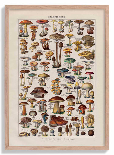 Antique Champignon Chart by Adolphe Millot