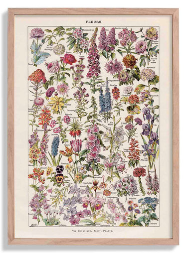 Fleur, the classic Vintage Flowers Chart by Adolphe Millot