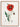 Poppy Flower Poster