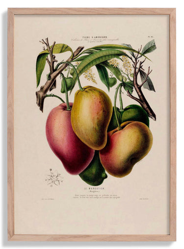 Le Mangotier Botanical Poster