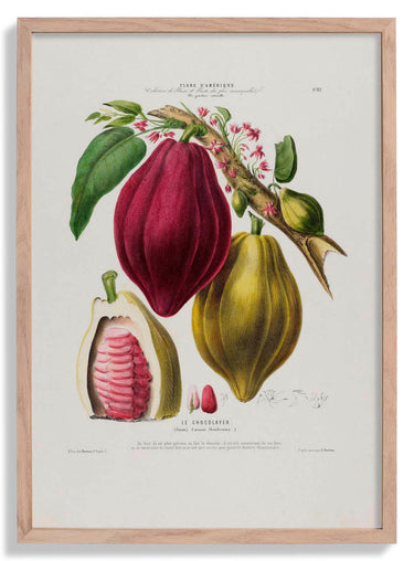 Le Chocolayer Botanical Poster