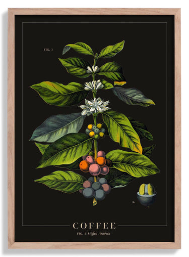 Coffee Botanical Poster