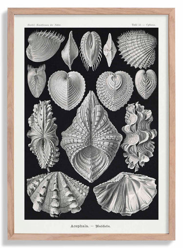 Acephala by Ernst Haeckel Poster