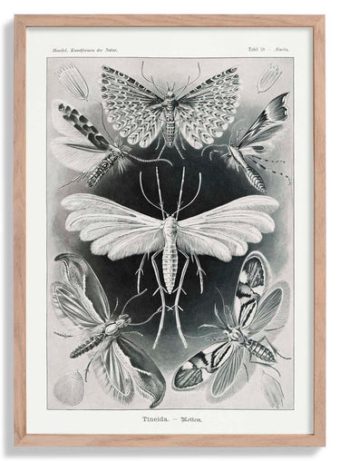 Tineida Moths by Ernst Haeckel Poster