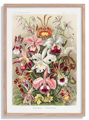 Orchideae Lilly Flowers by Ernst Haeckel Poster with borders