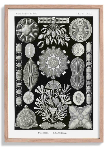 Diatomea by Ernst Haeckel Poster