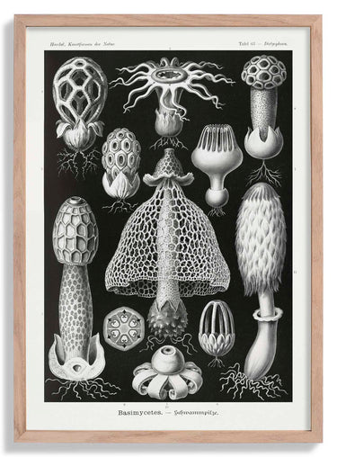 Basimycetes by Ernst Haeckel Poster