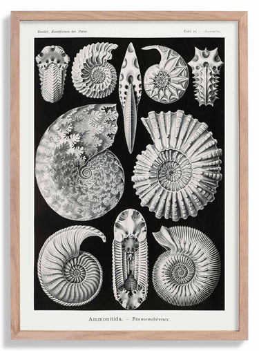 Ammonitida by Ernst Haeckel Poster