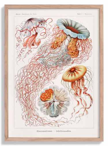 Discomedusae III by Ernst Haeckel Poster