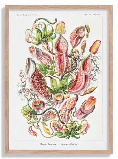 Nepenthaceae by Ernst Haeckel Poster