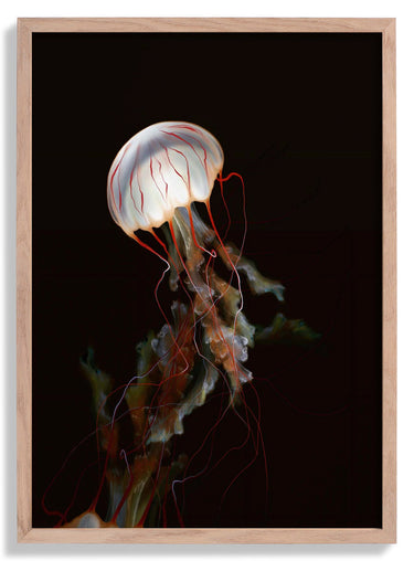 Dawn Dance Jellyfish by Julia Charlott