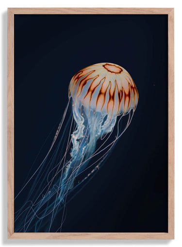 Sparkling Horizon Jellyfish by Julia Charlott