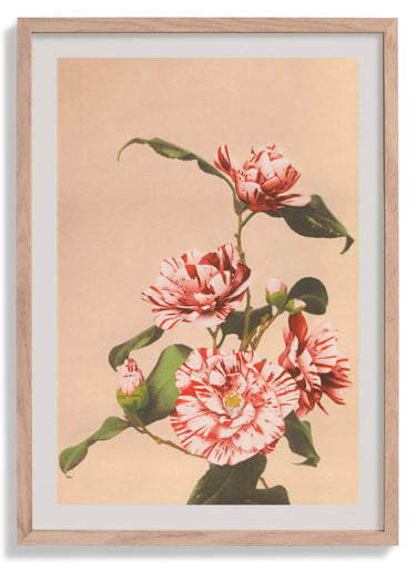 Striped Camellias by Ogawa Kazumasa