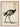 Antique Ostrich Poster