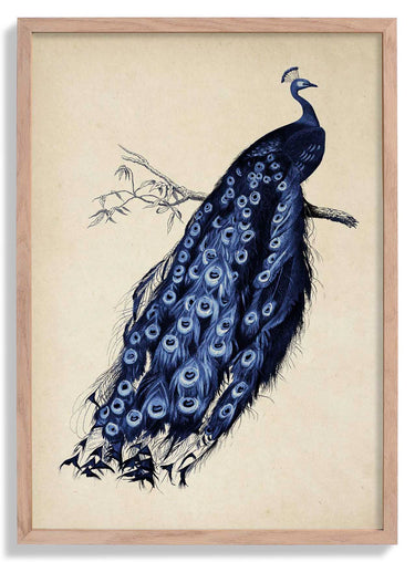 Antique Blue Peacock Poster