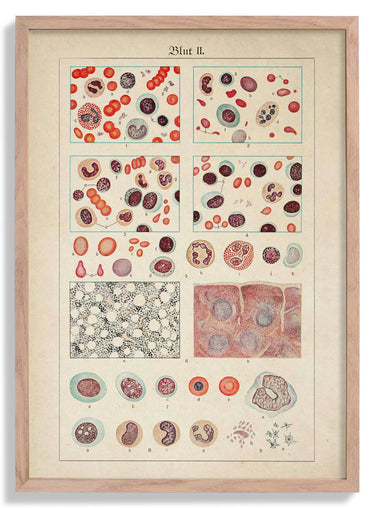 Antique Blood Cells Poster