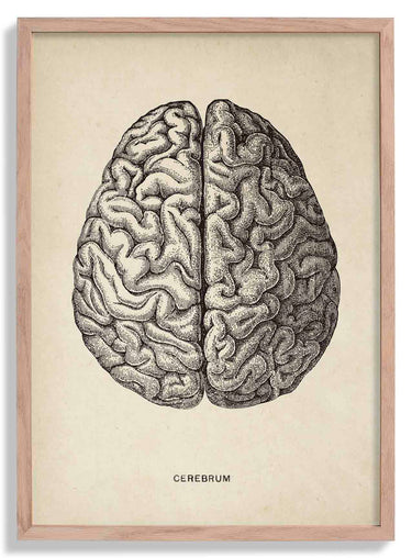 Antique Brain Poster