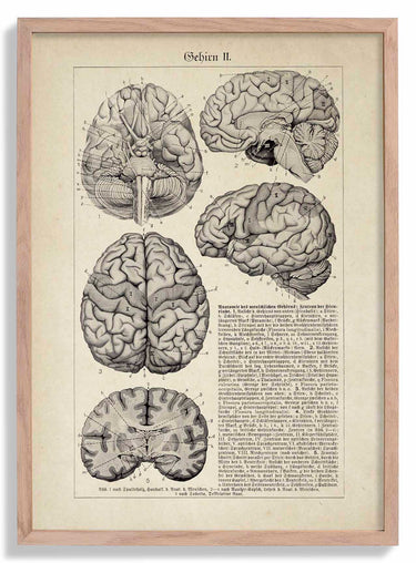 Antique Brain Chart Poster