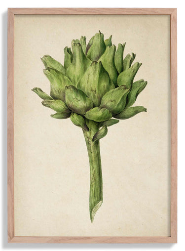 Antique Artichoke Poster