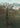 Greenwich Tree And City by Aimee Giles - Kuriosis Fine Art GmbH