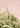 Green Aloe Pink Wall by Henrike Schenk - Kuriosis Fine Art GmbH