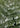 Lush Green Fern by Mareike Bohmer - Kuriosis Fine Art GmbH