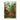 Mushroom Forest Print door Ernst Haeckel