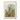 Filicinae Palm Tree de Ernst Haeckel