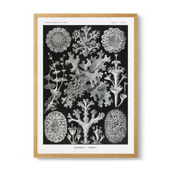 Lichenes door Ernst Haeckel