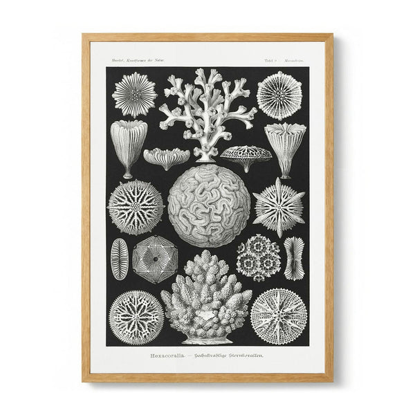 Hexacoralla II door Ernst Haeckel